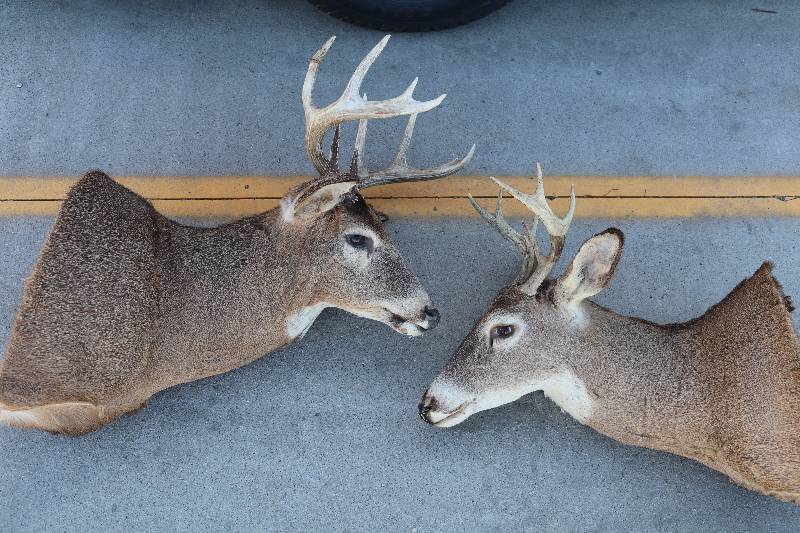 Buck Mounts