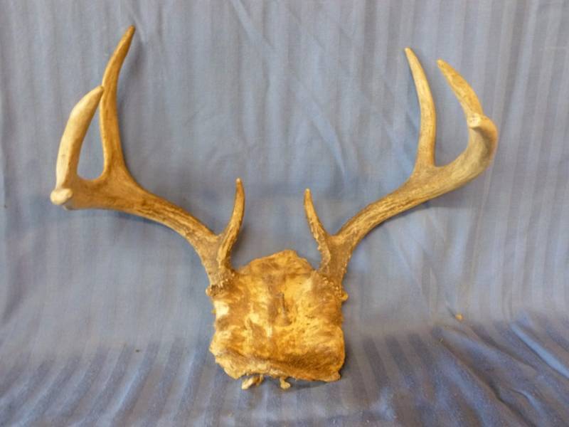 lot 99 image: Deer Antler