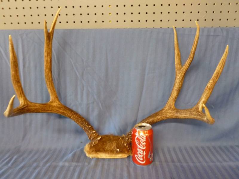 lot 100 image: Deer Antler