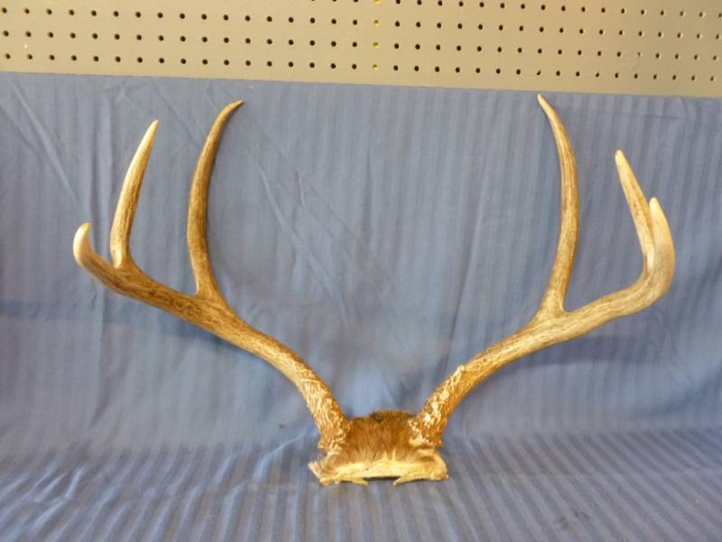 lot 102 image: Deer Antler