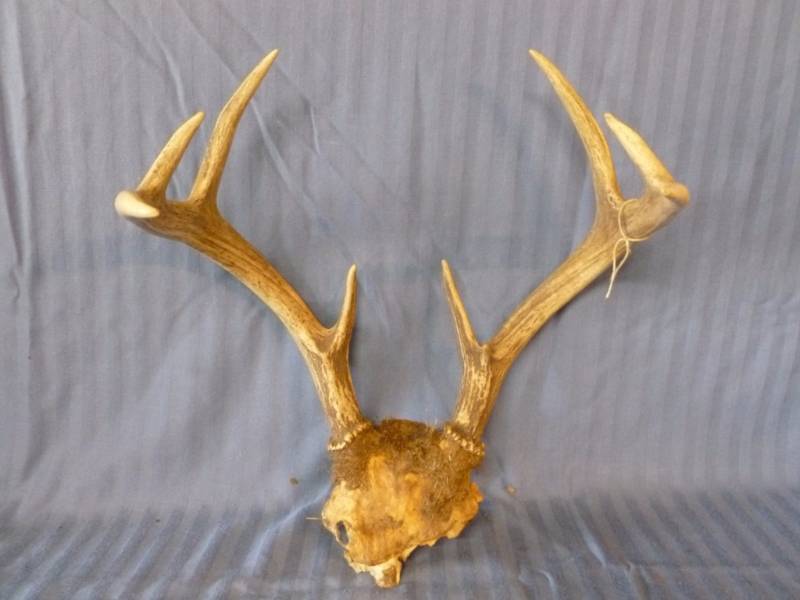lot 104 image: Deer Antler