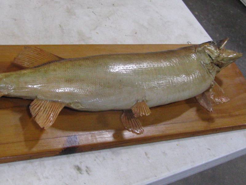 lot 46 image: Fish Mount
