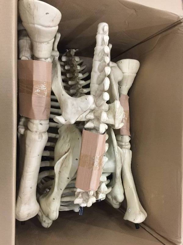 lot 22 image: 74 in. Halloween Standing Skeleton Horse