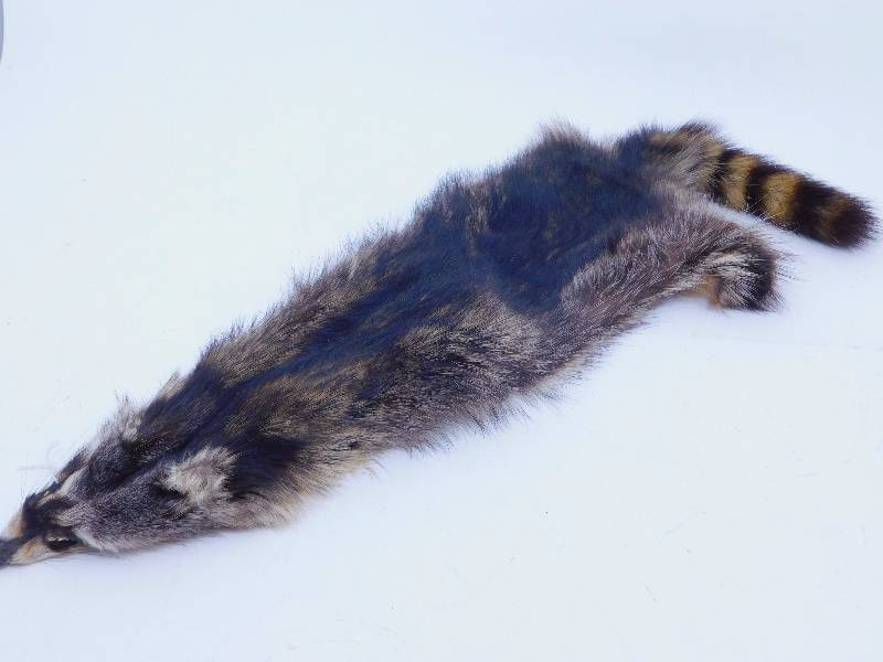 lot 2 image: Raccon Pelt