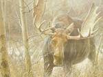 lot 1A image: Robert Bateman The Challenge Bull Moose Signed & Numbered Framed Print