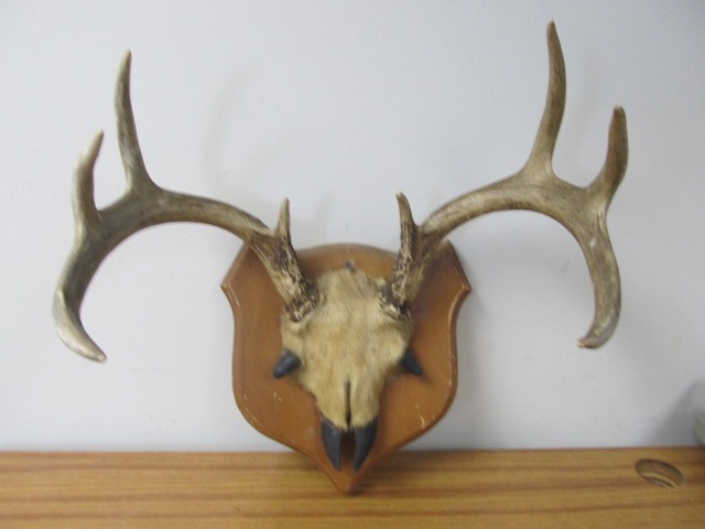 lot 24 image: Nicely Mounted Whitetail Deer Antlers