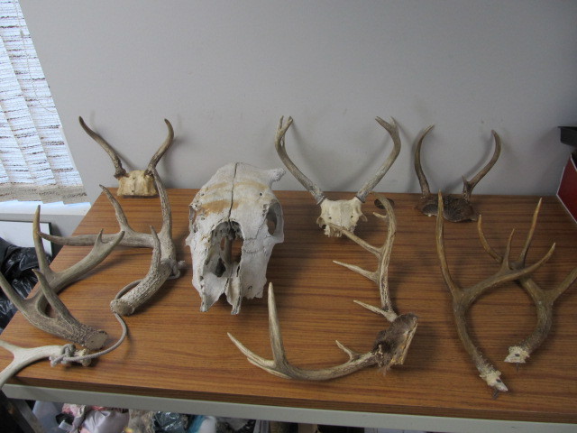 lot 25 image: Group of Antlers & Skull