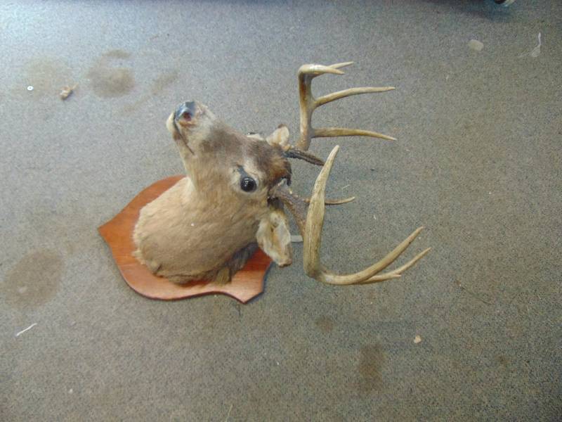 lot 163 image: Older Deer Mount