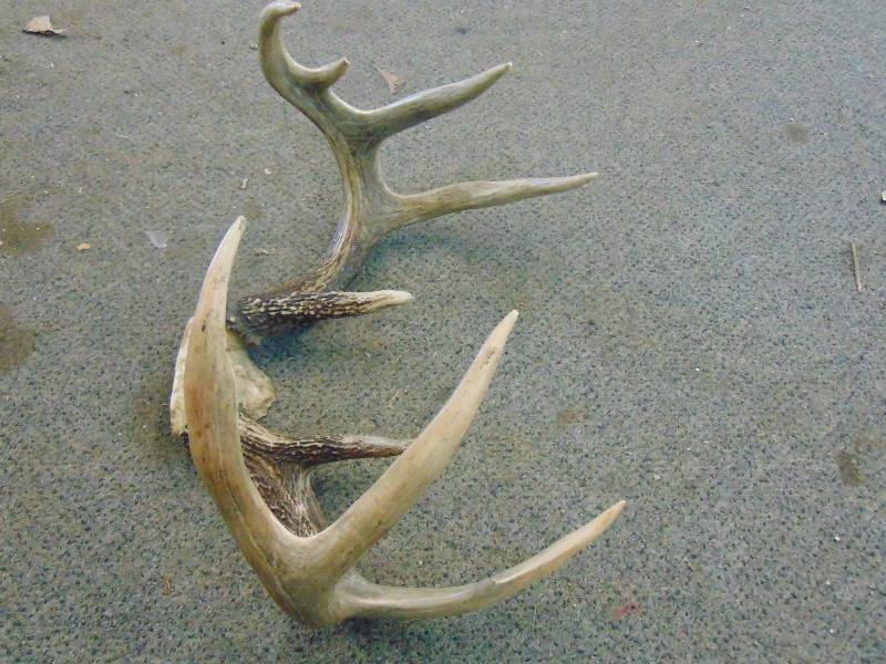lot 164 image: Deer Antlers