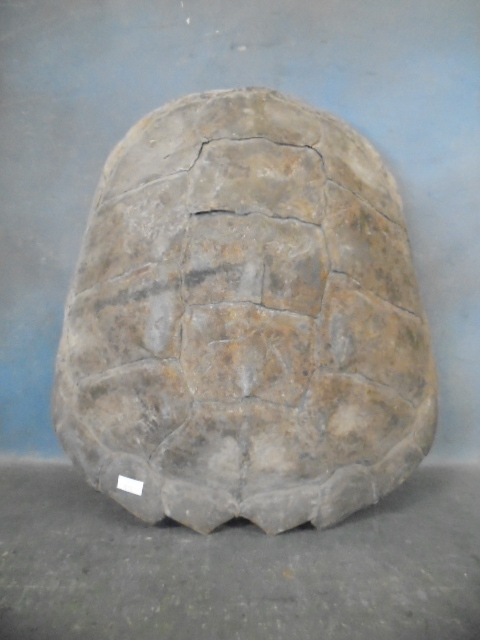 lot 9 image: Turtle Shell