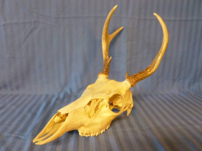 lot 26 image: Deer Skull