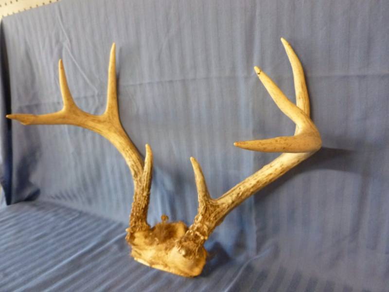 lot 27 image: Deer Antler