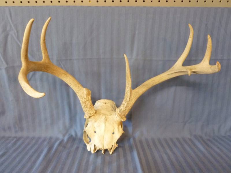 lot 28 image: Deer Antler