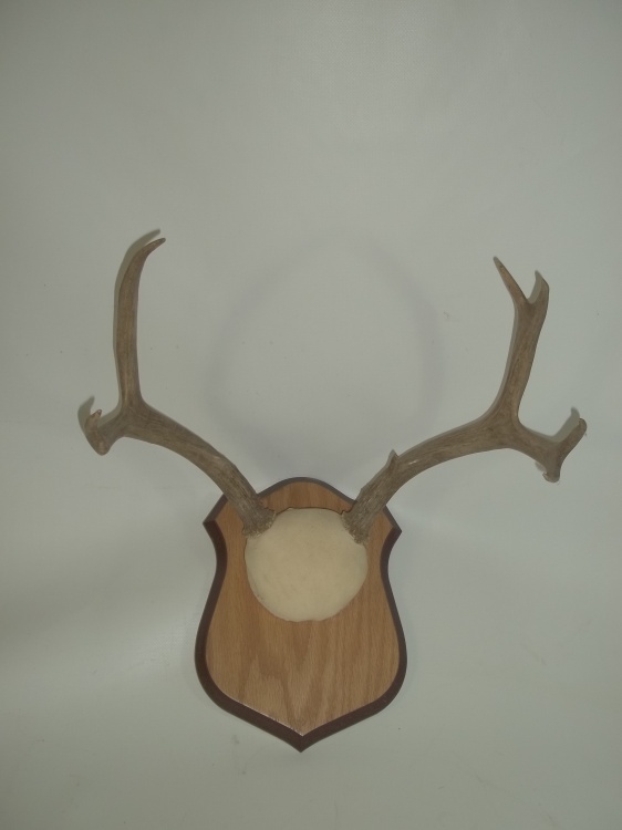 Antler Mount