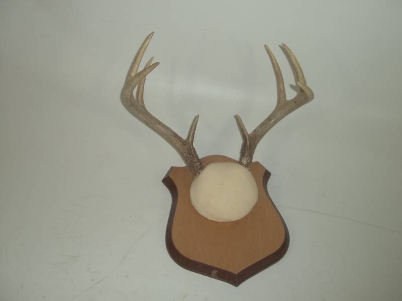 Antler Mount
