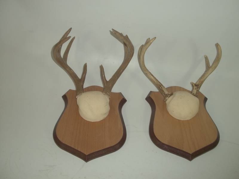 Pair of Antler Mounts