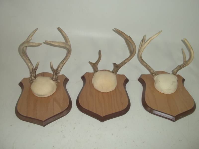 Three Antler Mounts
