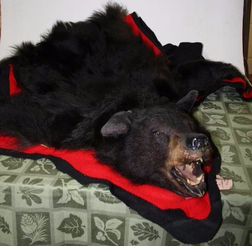 lot 69 image: Bear Skin Rug