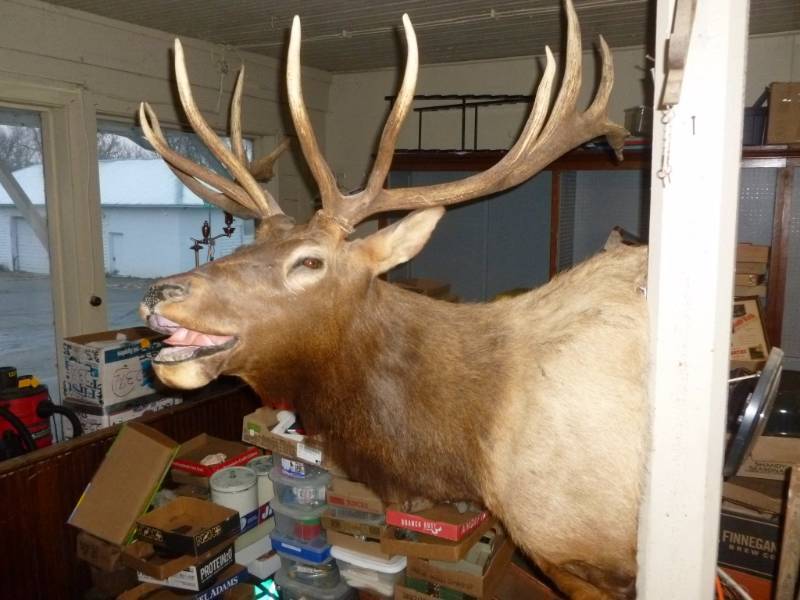 Bull Elk Mount