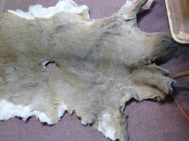 Deer Hide