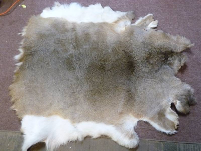 Deer Hide