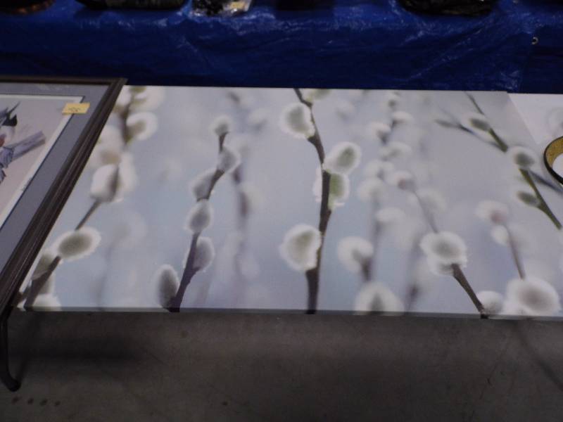 Pussy Willow Picture