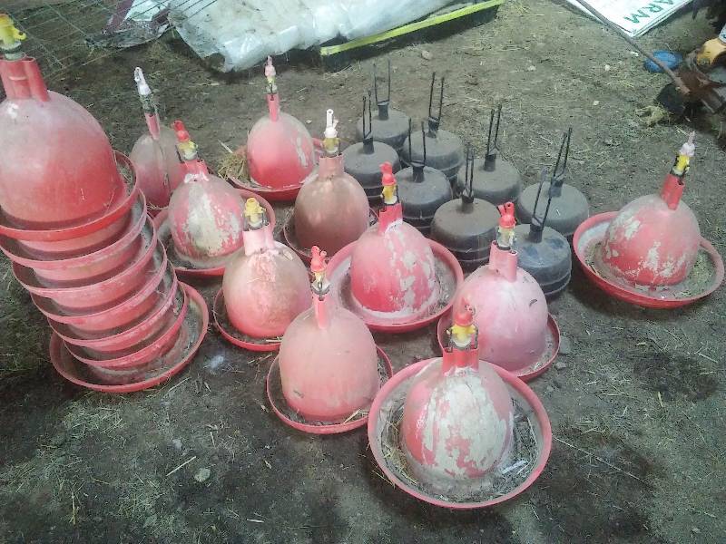 Paulson Chicken Poultry Waterers Water Dispenser Feeders Moving