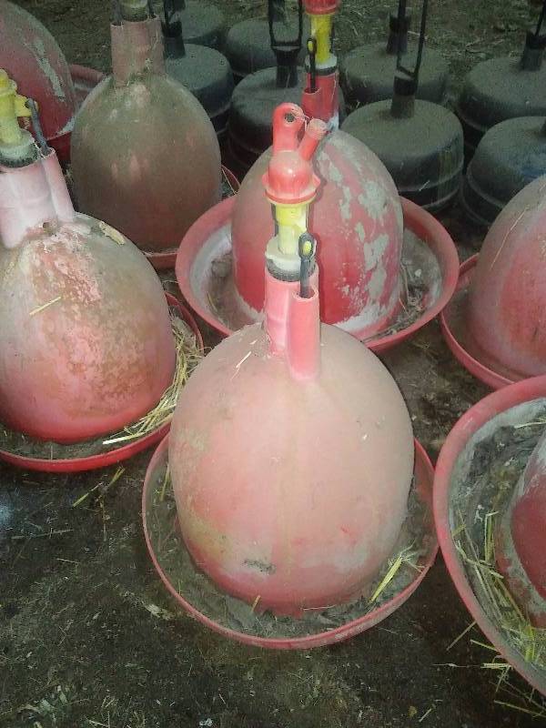 Paulson Chicken Poultry waterers water dispenser feeders