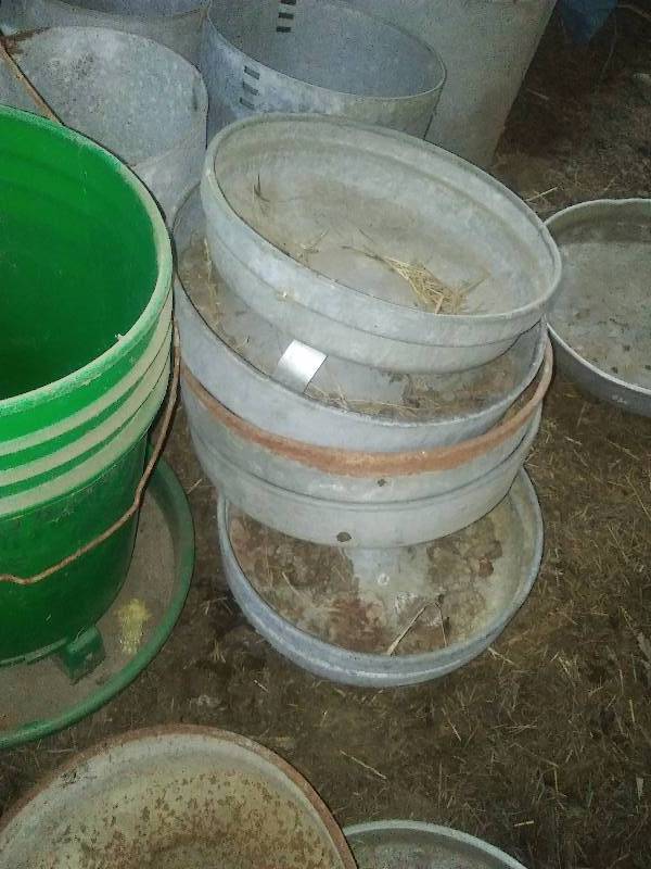 Biddie Chicken poultry water waterers and feeders