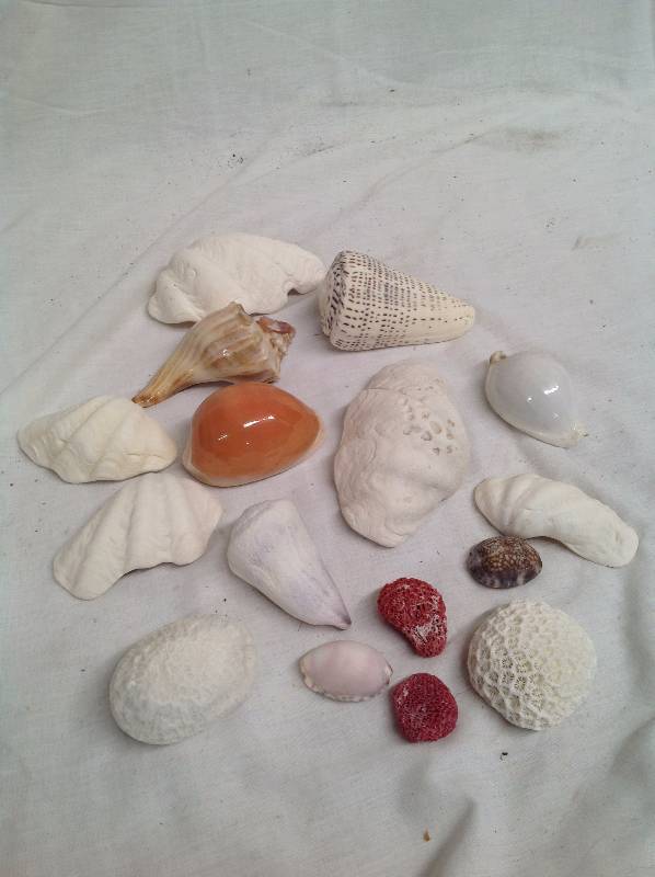 lot 53 image: Sea Shells