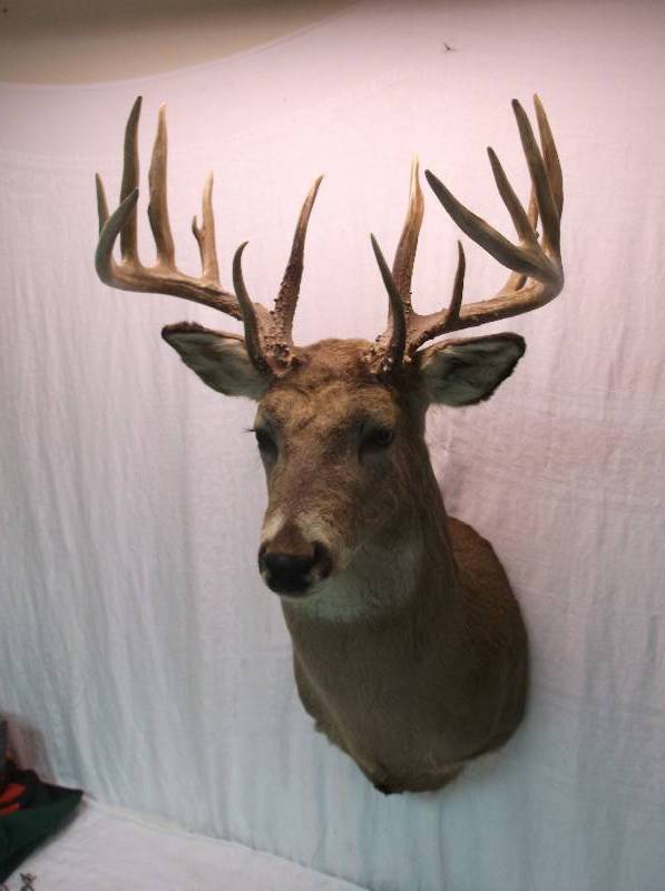 Deer Mount