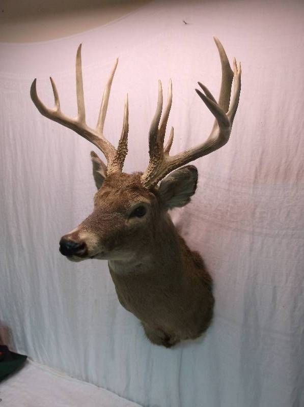 Deer Mount