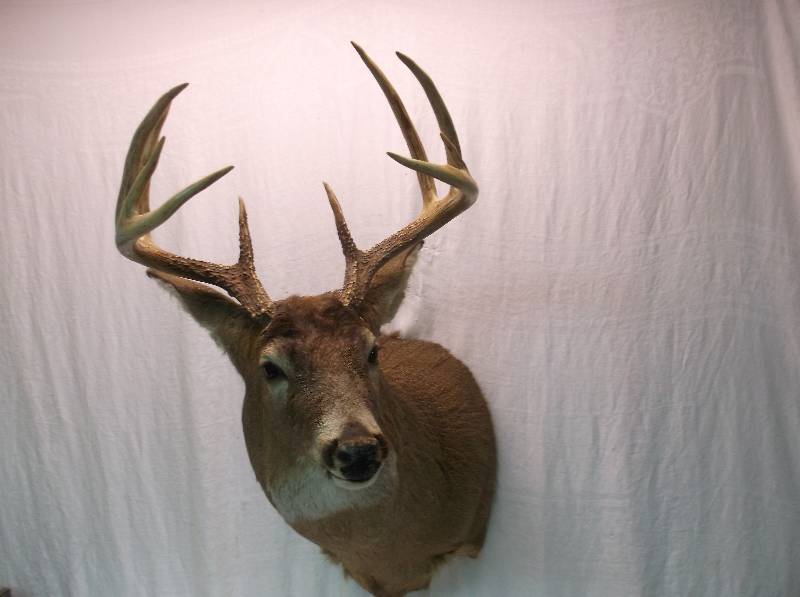 Deer Mount