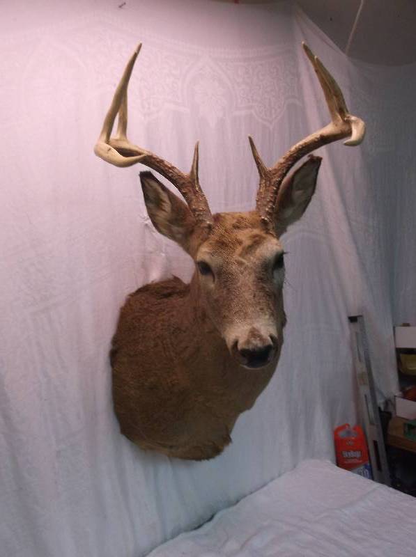 Deer Mount