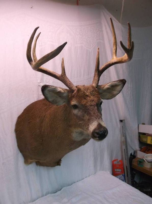 Deer Mount