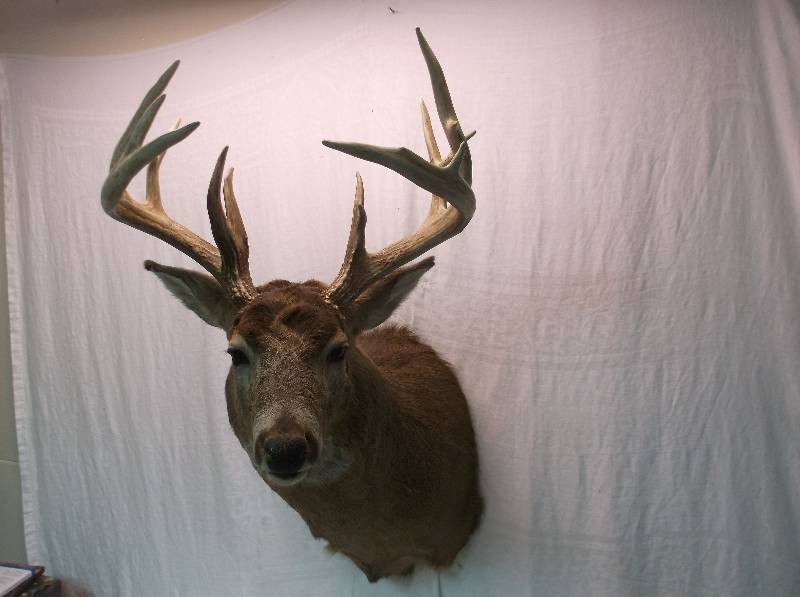 Deer Mount