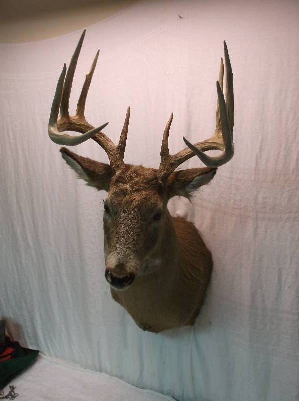 Deer Mount