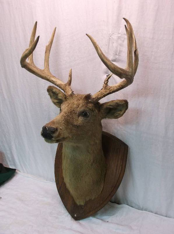Deer Mount