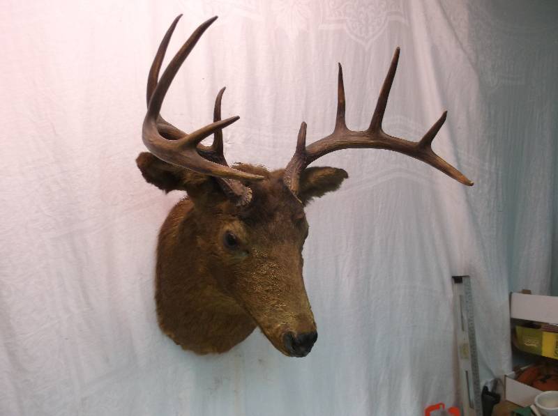 Deer Mount