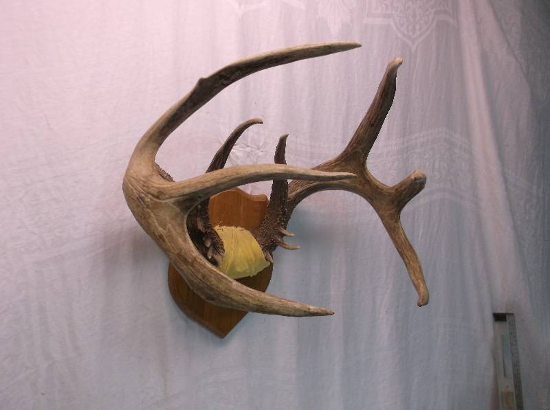 Deer Rack