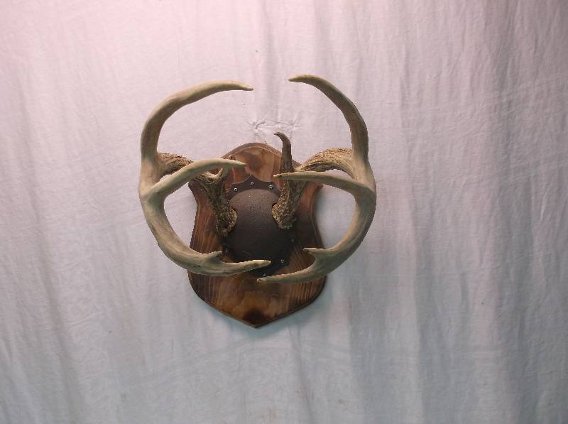 Deer Rack