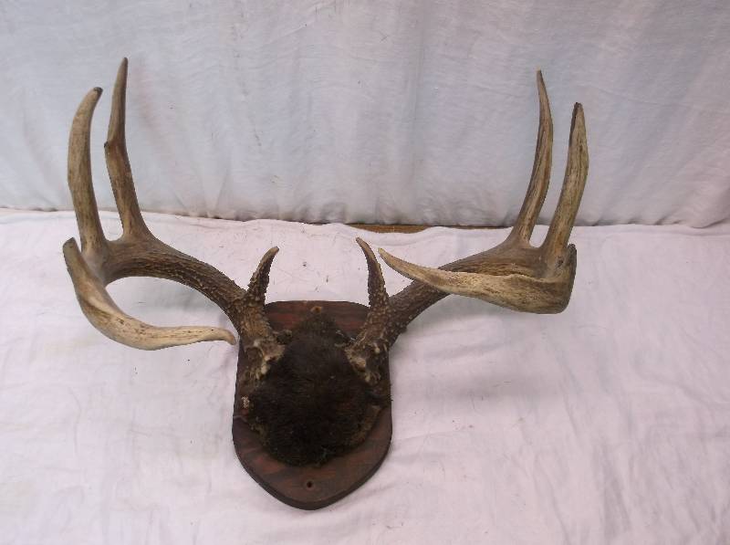Deer Rack