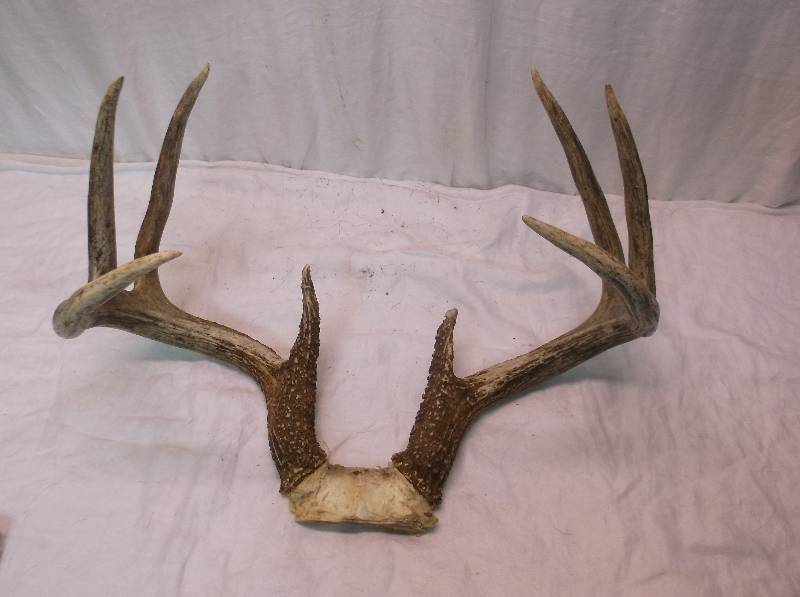 Deer Rack