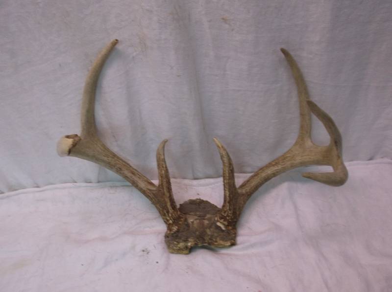 Deer Rack