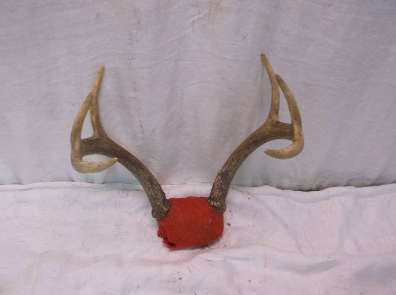 Deer Rack