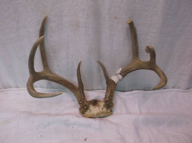 Deer Rack