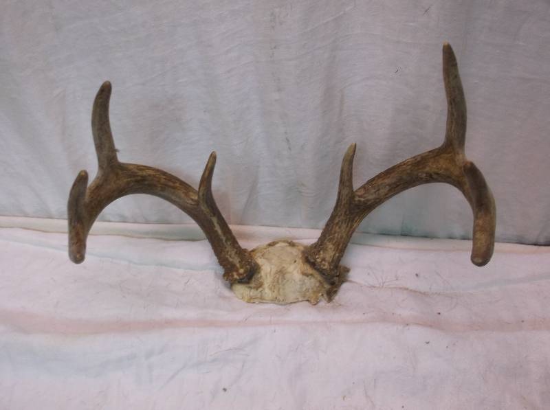 Deer Rack