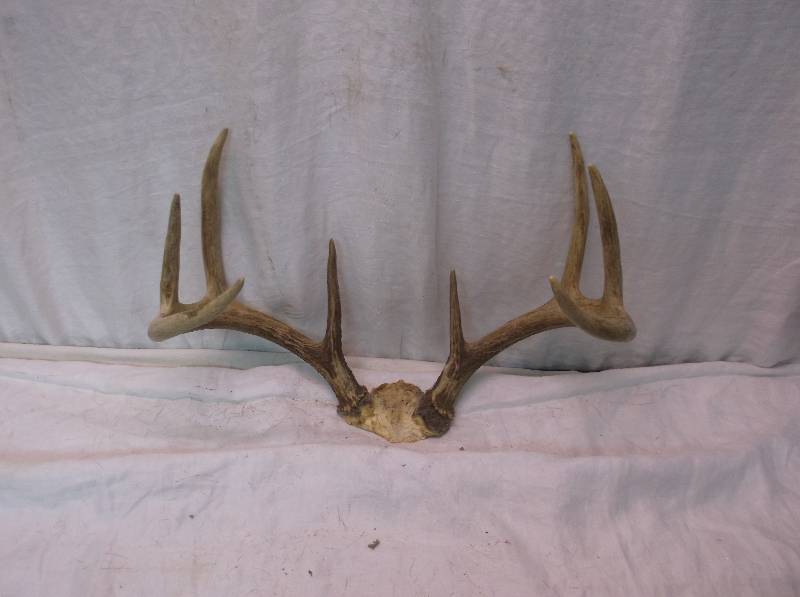 Deer Rack