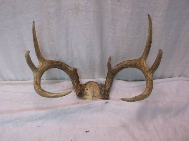 Deer Rack