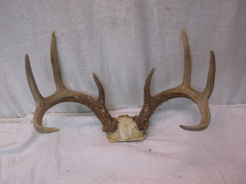 Deer Rack